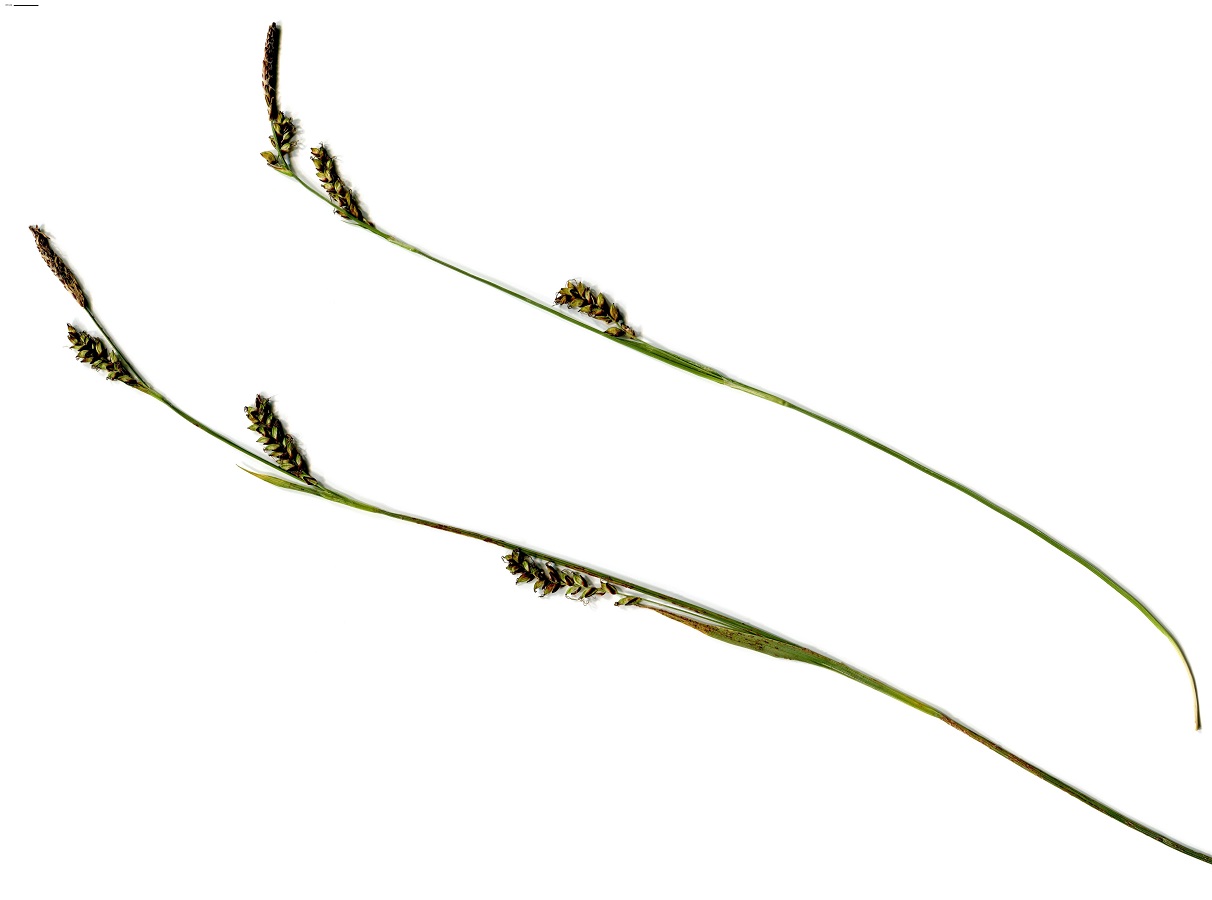 Carex binervis (Cyperaceae)